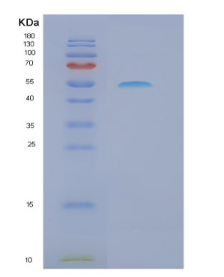 Recombinant Mouse Ncr1 Protein