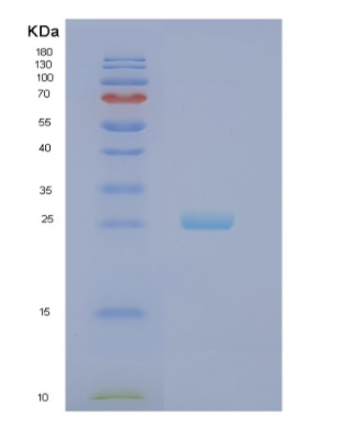 Recombinant Human NOL3 Protein