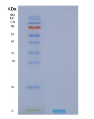 Recombinant Human NRG4 Protein