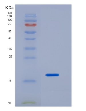 Recombinant Neurotrophin 4 (NT4)