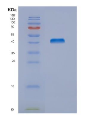 Recombinant Mouse Nucb2 Protein