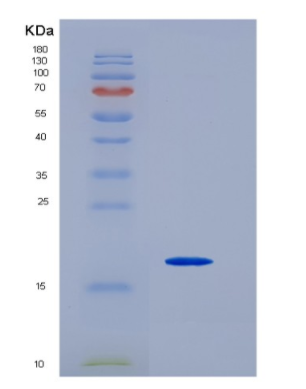 Recombinant Nuclear Transport Factor 2 (NUTF2)