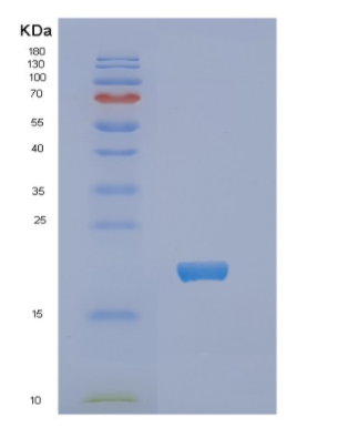 Recombinant E.coli NDK Protein