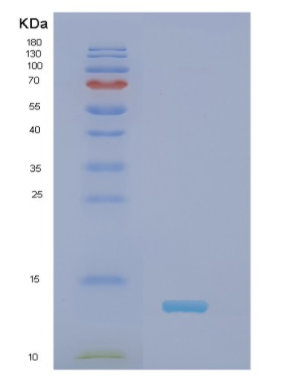 Recombinant Human NDUFS6 Protein