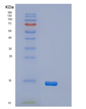 Recombinant Human OSTN Protein