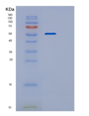 Recombinant Mouse P4HB Protein