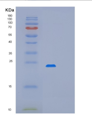 Recombinant Programmed Cell Death Protein 6 (PDCD6)