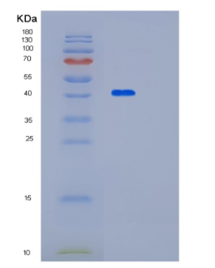 Recombinant Human PALM Protein