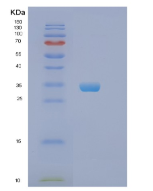 Recombinant Human PHB Protein