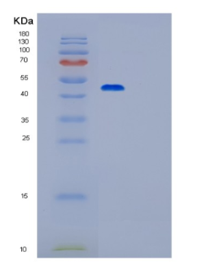 Recombinant Mouse Pgk1 Protein