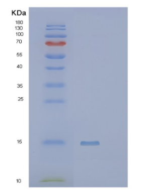 Recombinant Human PIP Protein