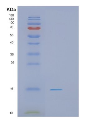 Recombinant Human PHF5A Protein