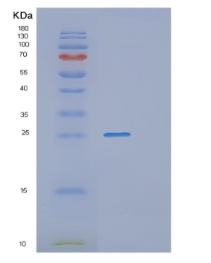 Recombinant Human PGPEP1 Protein