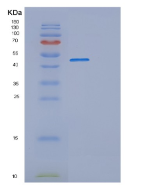 Recombinant Mouse Platelet glycoprotein 4 Protein
