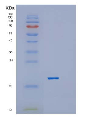 Recombinant Mouse Platelet receptor Gi24 Protein