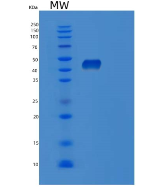 Recombinant Human POFUT1 Protein