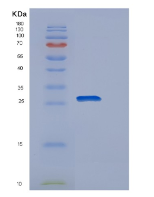 Recombinant Human POLR2E Protein