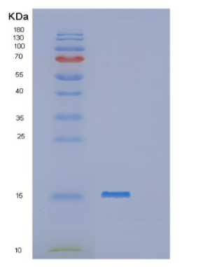 Recombinant Human POLR2J2 Protein
