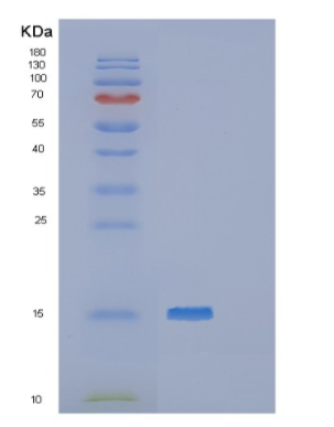 Recombinant Human POLR2J3 Protein