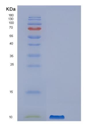 Recombinant Human PPBP Protein