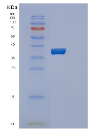 Recombinant Human PPIE Protein