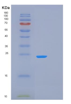 Recombinant Mouse Prdx1 Protein