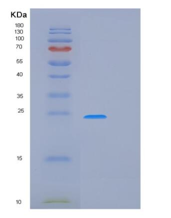 Recombinant Rat Prdx2 Protein