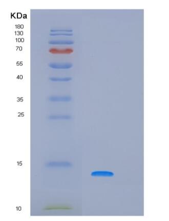 Recombinant Human PRH1 Protein