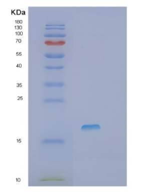 Recombinant Human Prostagladin E synthase 3 Protein