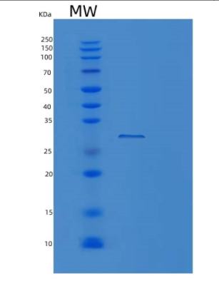 Recombinant Human PSMA5 Protein