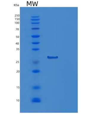 Recombinant Human PSMA6 Protein