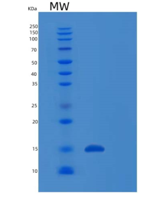 Recombinant Human RABIF Protein