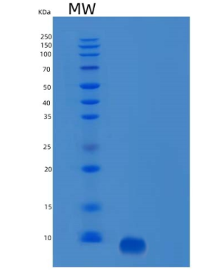 Recombinant Human Rantes Protein