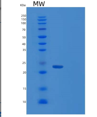 Recombinant Human RAP2A Protein