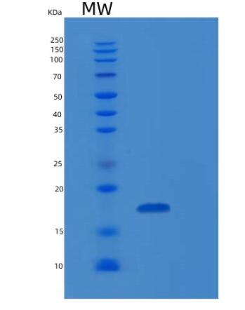 Recombinant Human RARRES2 Protein