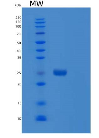 Recombinant Human RND1 Protein