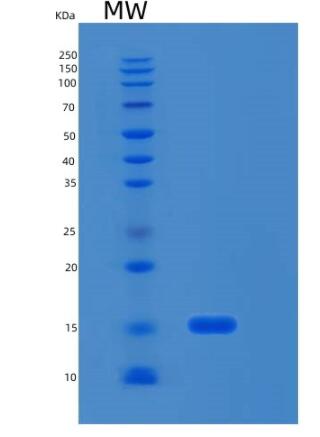 Recombinant Human RPL35 Protein