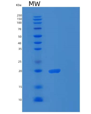 Recombinant Human RPS18 Protein