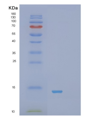 Recombinant Human S100A13 Protein