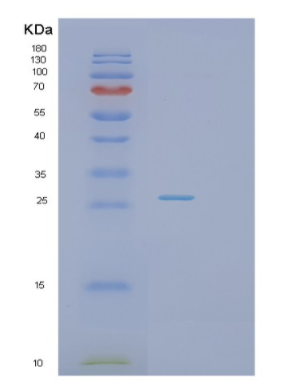 Recombinant Human SCO2 Protein