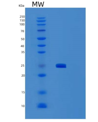 Recombinant Human SENP8 Protein