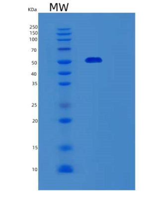 Recombinant Human SEPT6 Protein