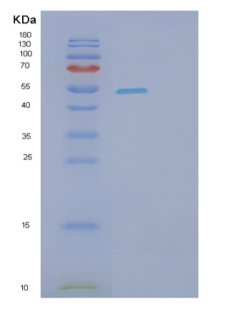 Recombinant Human SHC1 Protein