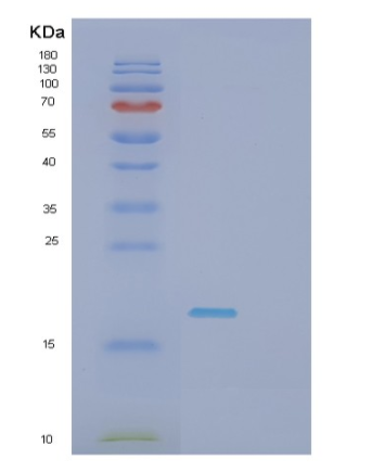 Recombinant Human SHH(C24II) Protein
