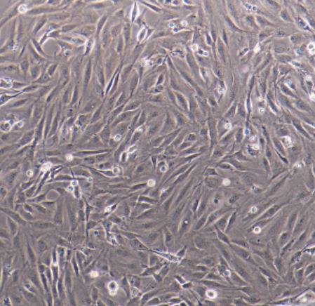 SBC-2细胞