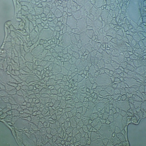 BV2小鼠小胶质细胞
