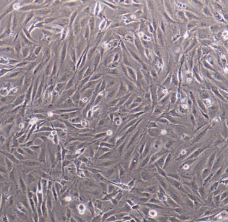 MDA-MB-435S细胞