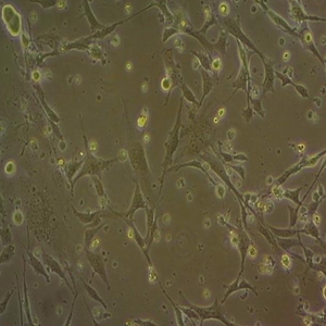 BHK-21仓鼠幼仓鼠肾细胞
