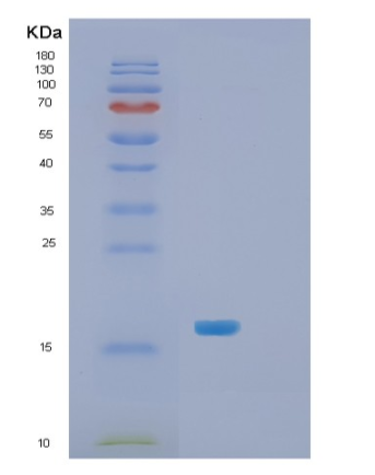 Recombinant E.coli Skp Protein