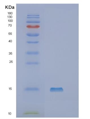 Recombinant Human SLPI Protein